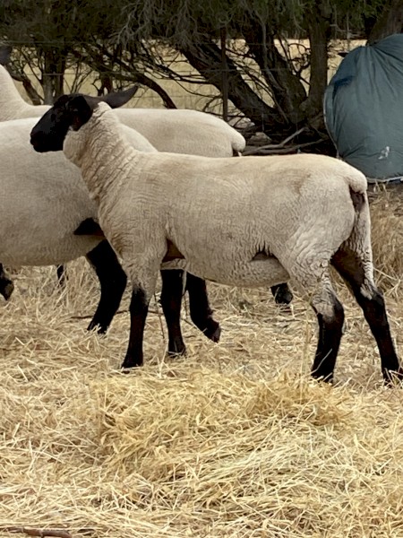 Suffolk Ewes and Lambs 