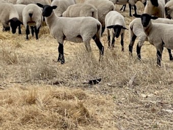 Suffolk Ewes and Lambs 