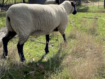 Suffolk Ewes and Lambs 