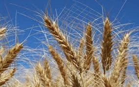 Shotgun certified 1000Kg