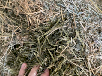 Lucerne (8x4x3) - Good Quality Hay