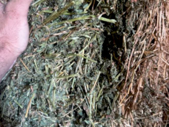 Lucerne (No Rain Damage)