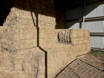 Lucerne Hay Large squares 8x3x3