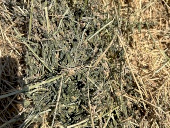 Lucerne Hay Large squares 8x3x3