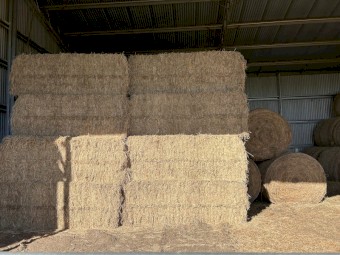 Lucerne Hay Large squares 8x3x3