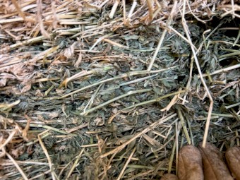 Lucerne Hay Large squares 8x3x3