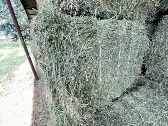 55 x Lucerne Hay 8x4x3 Bales