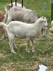 Male and Female Goats For Sale