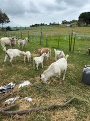 Male and Female Goats For Sale