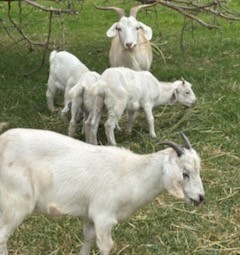 Male and Female Goats For Sale