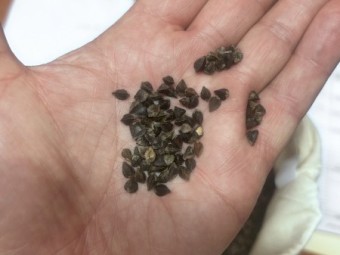 Buckwheat Sowing Seed - Cover Crop / Legend Soil Conditioner GnV 64%