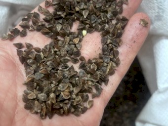 Buckwheat Sowing Seed - Cover Crop / Legend Soil Conditioner GnV 64%