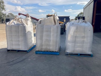 Massive Forage Oats (Avena sativa) - Germ Test attached