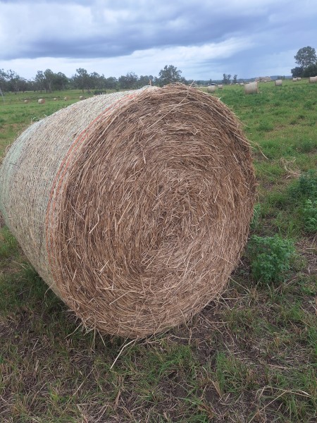 Rhodes Grass 4x4 Hay
