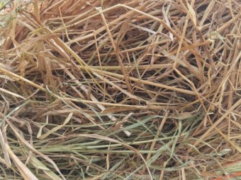 Rhodes Grass 4x4 Hay