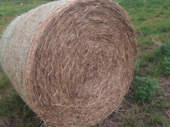 Rhodes Grass 4x4 Hay