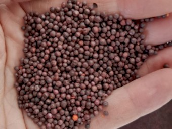 CANOLA PY421C Seed