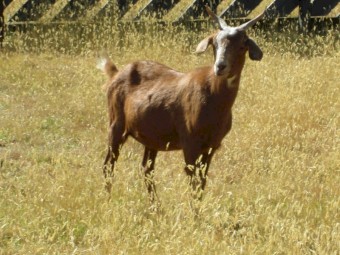 2 Female Goats for Sale in the Ballarat Area.      Miniature Cross.  $135 only the lot