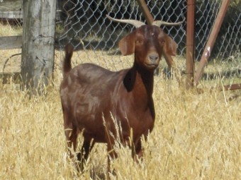 2 Female Goats for Sale in the Ballarat Area.      Miniature Cross.  $135 only the lot