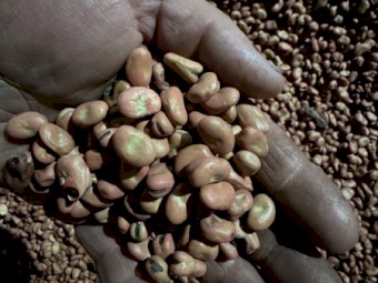 23mt Faba Bean Seed