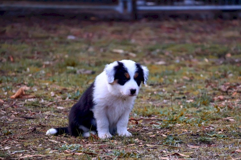 Stunning Pedigree Border Collie Pups