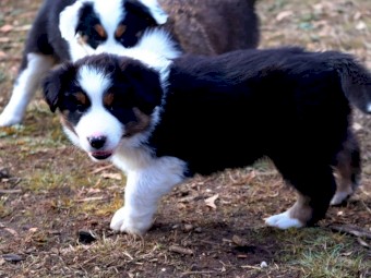 Stunning Pedigree Border Collie Pups
