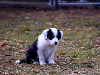 Stunning Pedigree Border Collie Pups