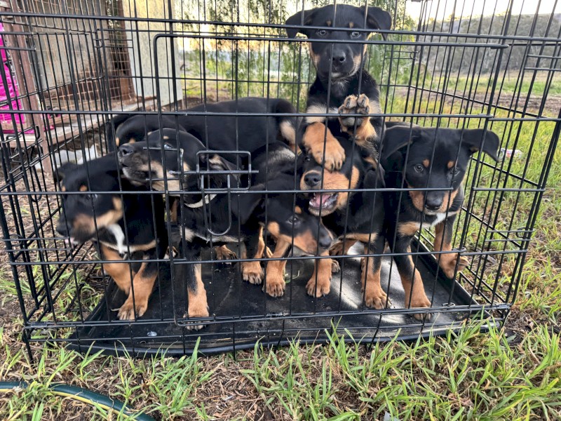Kelpie pups