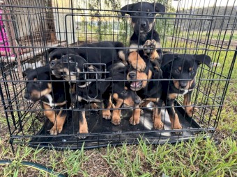 Kelpie pups