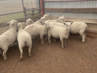 Southdown Ewes 