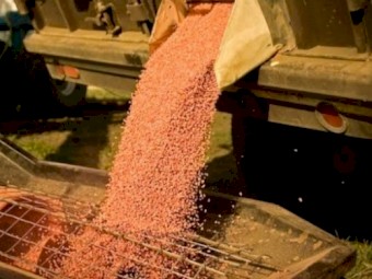 WANTED 3.5mt Wheat Seed