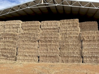 Irrigated sss forage sorghum hay 