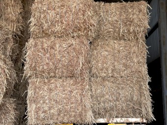 Irrigated sss forage sorghum hay 