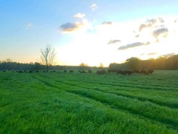 Tetraploid Italian Ryegrass
