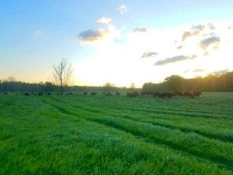 Tetraploid Italian Ryegrass
