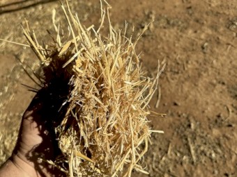 150 x Barley Straw 8x4x3 Bales