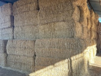 150 x Barley Straw 8x4x3 Bales