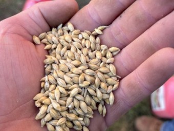 Maximus Barley Seed - Graded (untreated) 