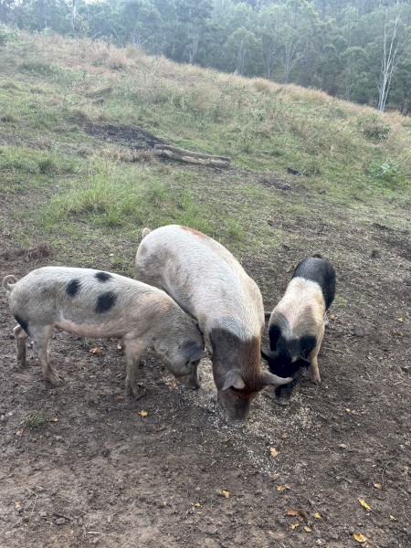 3 x Sows for sale 