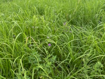 Endura Rhodes grass Round Bales