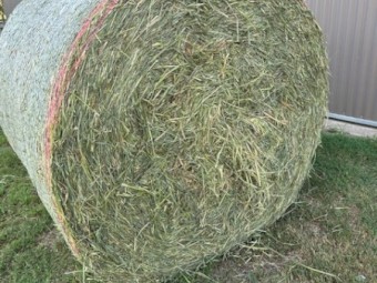 Endura Rhodes grass Round Bales