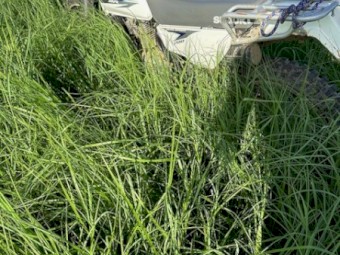 Endura Rhodes grass Round Bales