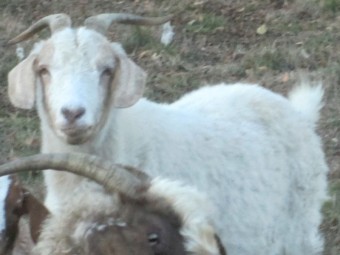 2 Female Goats for Sale in the Ballarat Area.      Miniature Cross.  $135 only the lot