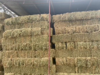 Lucerne Hay (Heavy Small Squares)