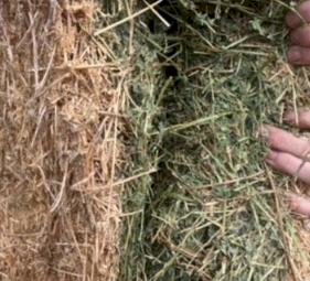 Lucerne Hay (Heavy Small Squares)