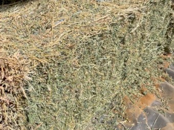 Grassy Lucerne (Small Bales)