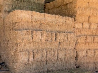 Grassy Lucerne (Small Bales)