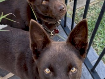 Beautiful Bonded Pair of Purebred Australian Kelpies – Jack & Jill