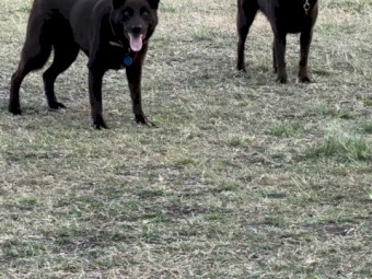 Beautiful Bonded Pair of Purebred Australian Kelpies – Jack & Jill