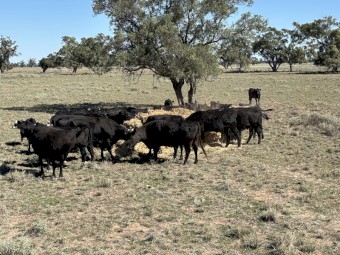 Irrigated sss forage sorghum hay 